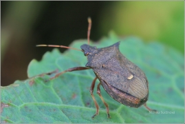 <p>KNĚŽICE OSTROROHÁ (Picromerus bidens) (Jiříkov)</p>